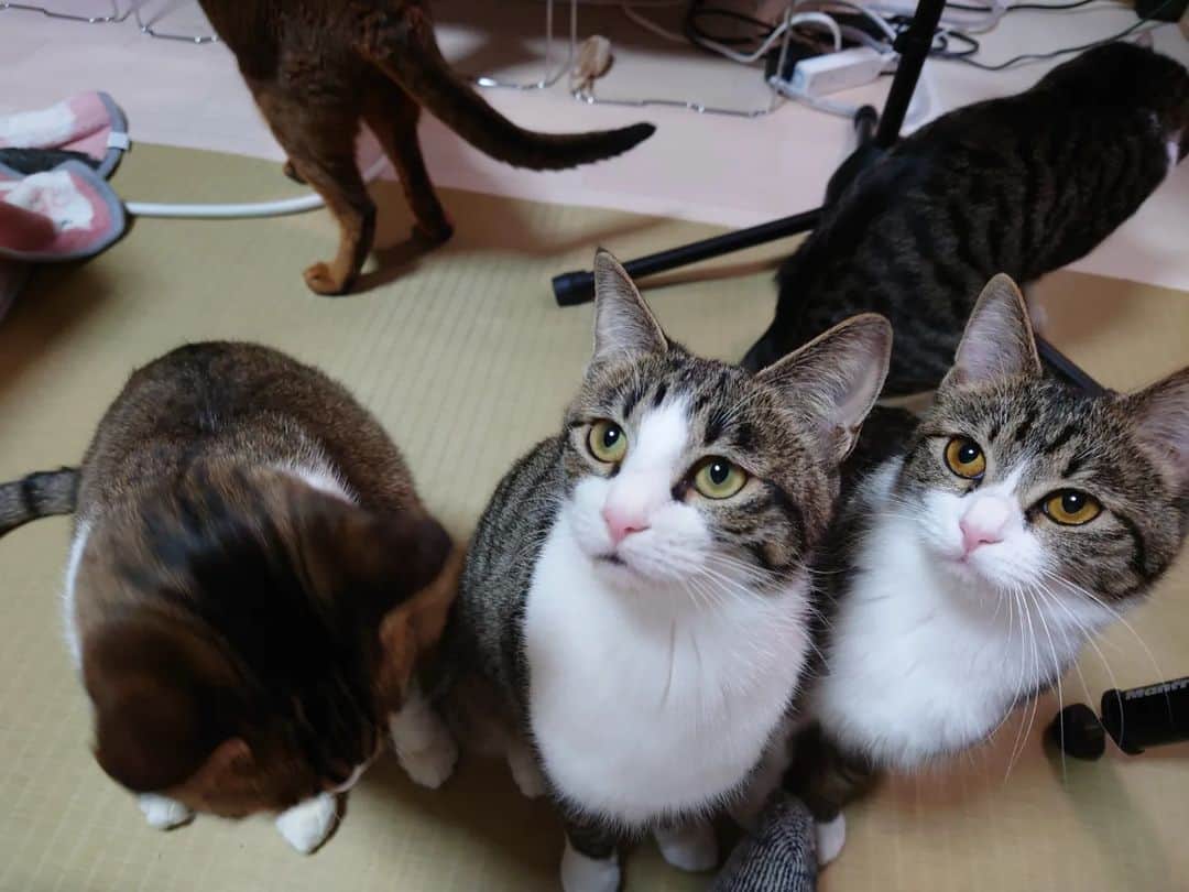 Miaouのインスタグラム：「ちゅーるの時、目の前に下を向いた仔猫達の頭があった。 左から大、中、小と並んでいた。 写真を撮ろうとしたが、そんなに上手く下を向いて並んでくれないので、この写真。  #猫部屋 #みゃう#miaou #みゃうの猫日記 #猫 #みゃうの保護猫」