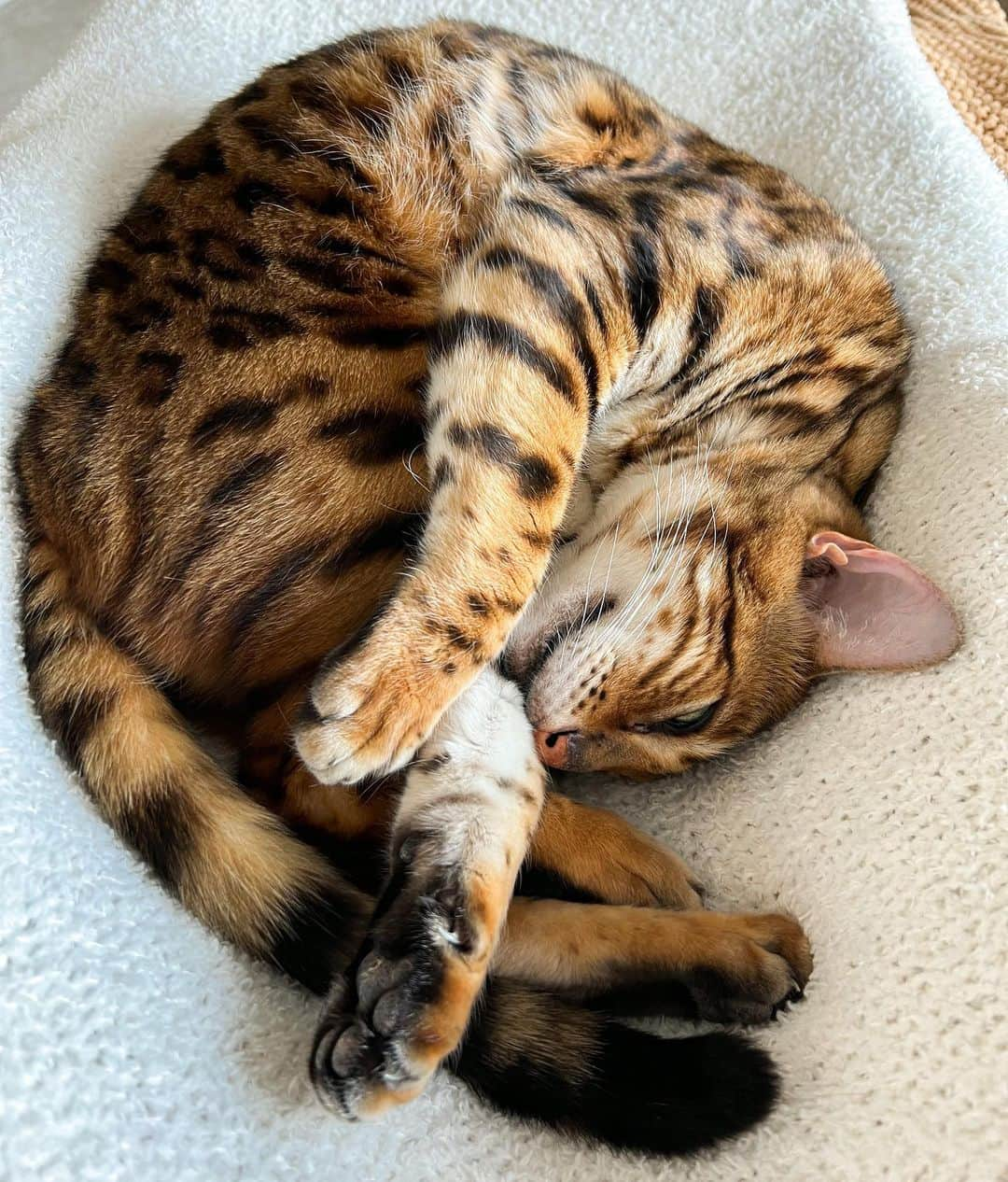 Bensonさんのインスタグラム写真 - (BensonInstagram)「Sleep yoga」1月23日 1時46分 - bensonthebengal