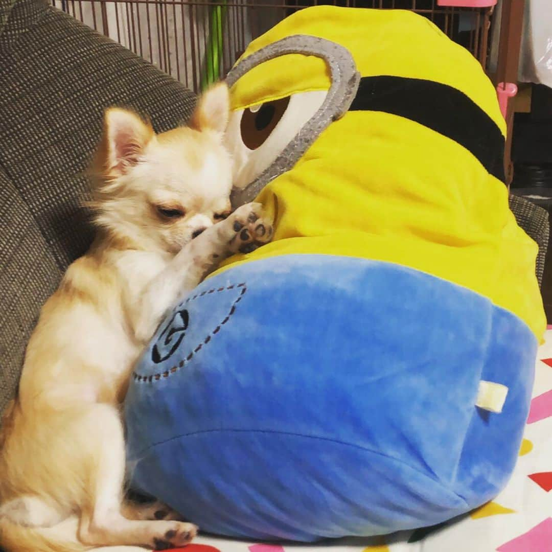 水素&ホワイトニング〜Esprineエスプリーヌ〜のインスタグラム：「ここが落ち着くんですぅ😴💤 #みにおん  #ふわふわ  #もふもふ  #ちわわ  #ろんぐこーとちわわ  #おねむ」