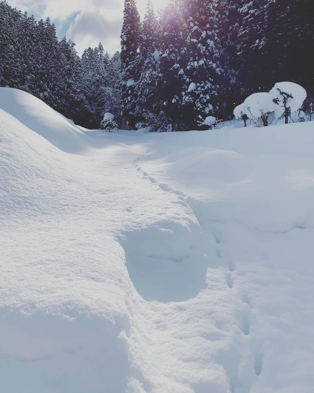 たむらぱんのインスタグラム：「🐇👣  時々手伝う雪掻きは、帰省したときのほんの時々で今じゃ、イベントのように楽しんでしまうけど、長期に渡ればこりゃ大変だと終えるたびに思います。見てるぶんには美しい…笑  ところで、大事なのは風読みとな！読み間違えて全部自分に降りかかる、ひとり吹雪。父はさすがの鮮やかさで除雪します。  寒波がやってくるとのことでまたしんぱいですが、まだまだ寒い時期、皆さまどうぞあたたかくね❄️♨️❄️   #見てるぶんには #美しい」