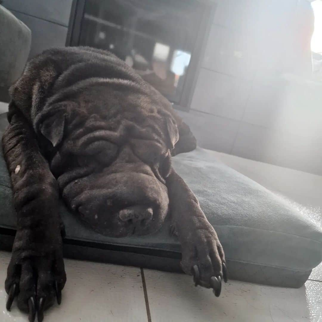 ラースロー・シェーのインスタグラム：「Nyugodj békében kiskutyánk, hűséges társunk, Yoda Lady! Rest in peace our puppy, our faithful companion, Yoda Lady! #sharpei」