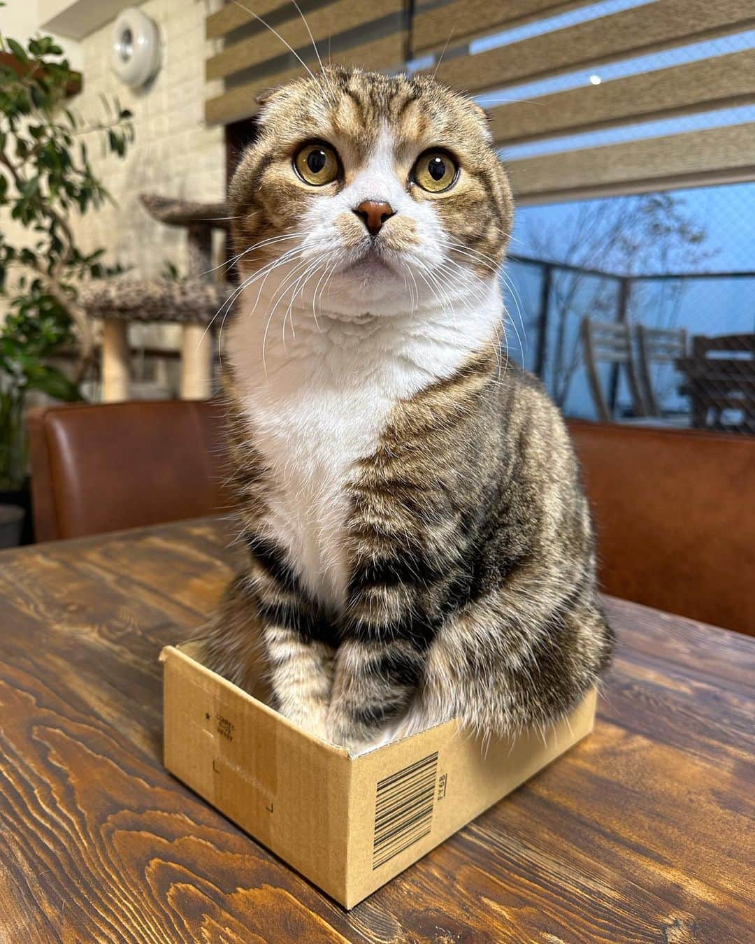 のインスタグラム：「box lovers📦  小さい箱 流石に入るのはうずらちゃんのみ 見せたら走って来て入るの可笑しい📦  新しいテーブルはサンダーかけてウッドワックス塗ったのですが🎨 色が濃くなり男前が過ぎてしまったので後日また削って塗り直します😂🙉  見る度に堅焼き醤油煎思い出す🍘🤤  #weeklyfluff #scottishfold #adorable #catinbox #tabbycat #kawaii #cat #instagood #catsofinstagram #9gag  #ねこ #猫とインテリア #古材テーブル #にゃんすたぐらむ #スコティッシュフォールド #猫のいる暮らし#ふわもこ部 #かわいい #猫部」