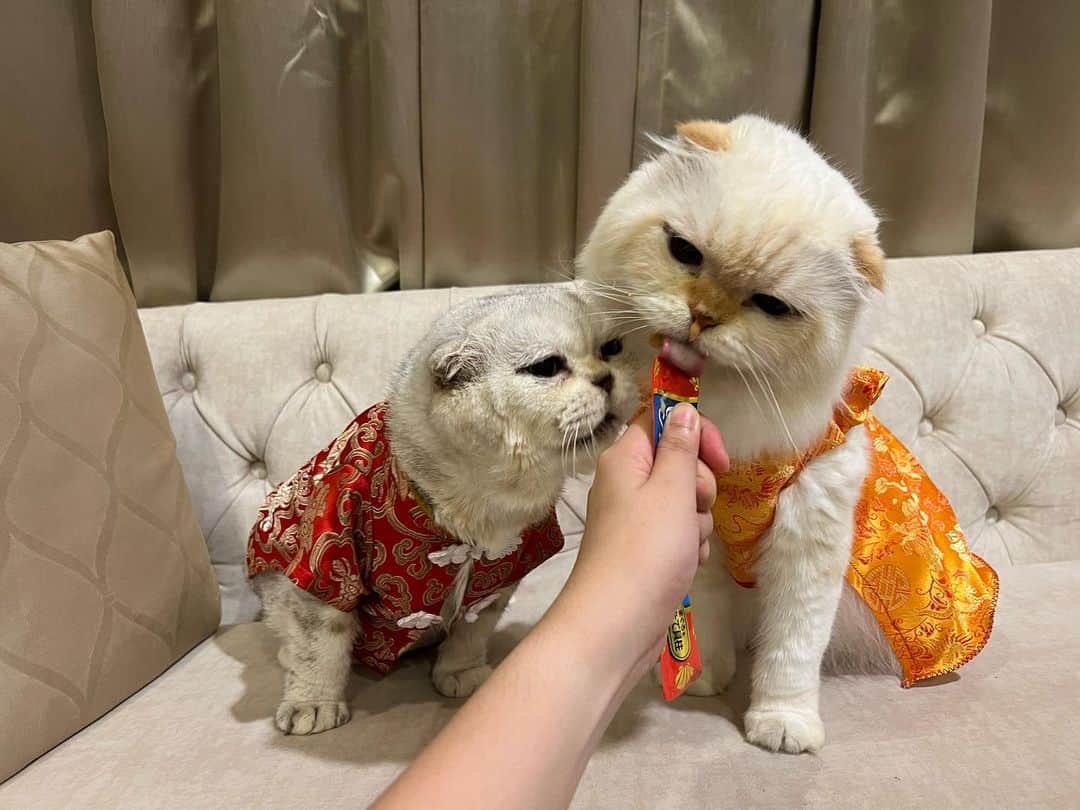 Haruさんのインスタグラム写真 - (HaruInstagram)「Happy Chinese New Year 🧧🧧🧧 อากงติดกระดุมเสื้อไม่ได้ใครช่วยที 😂 เสื้อสู้ชีวิตมากจุดนี้ #happychinesenewyear」1月23日 20時42分 - haru_thecat