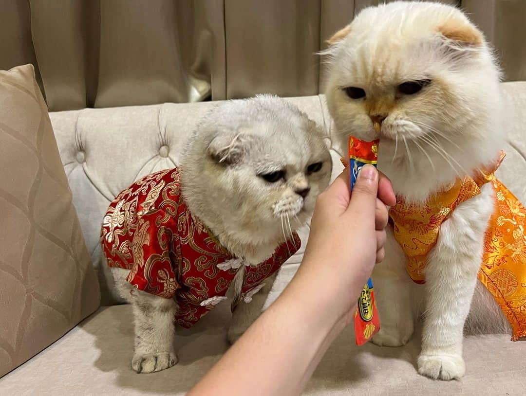 Haruさんのインスタグラム写真 - (HaruInstagram)「Happy Chinese New Year 🧧🧧🧧 อากงติดกระดุมเสื้อไม่ได้ใครช่วยที 😂 เสื้อสู้ชีวิตมากจุดนี้ #happychinesenewyear」1月23日 20時42分 - haru_thecat