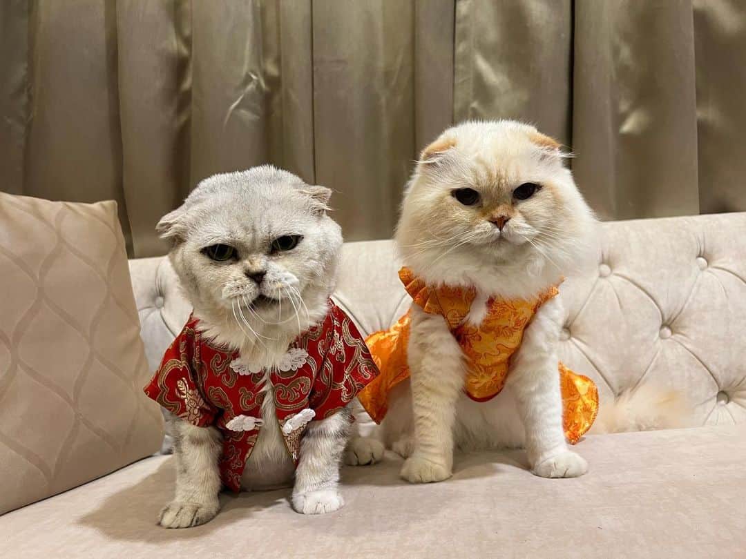 Haruさんのインスタグラム写真 - (HaruInstagram)「Happy Chinese New Year 🧧🧧🧧 อากงติดกระดุมเสื้อไม่ได้ใครช่วยที 😂 เสื้อสู้ชีวิตมากจุดนี้ #happychinesenewyear」1月23日 20時42分 - haru_thecat