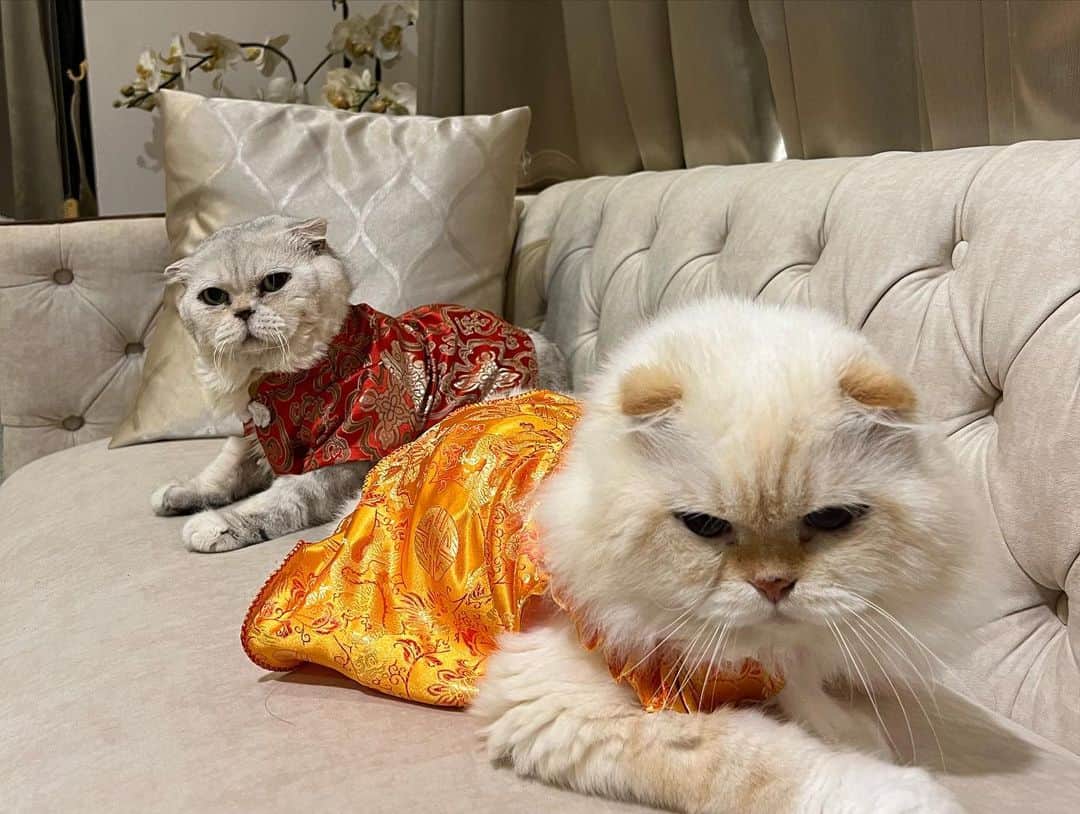 Haruさんのインスタグラム写真 - (HaruInstagram)「Happy Chinese New Year 🧧🧧🧧 อากงติดกระดุมเสื้อไม่ได้ใครช่วยที 😂 เสื้อสู้ชีวิตมากจุดนี้ #happychinesenewyear」1月23日 20時42分 - haru_thecat