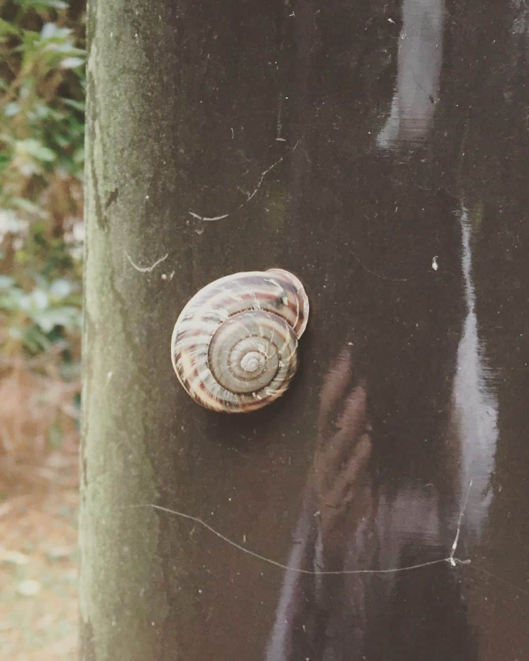 花原あんりさんのインスタグラム写真 - (花原あんりInstagram)「可愛い♡🐌♡ #可愛い #かたつむり  #雪  #寒い #お散歩」1月23日 21時32分 - anri_hanahara