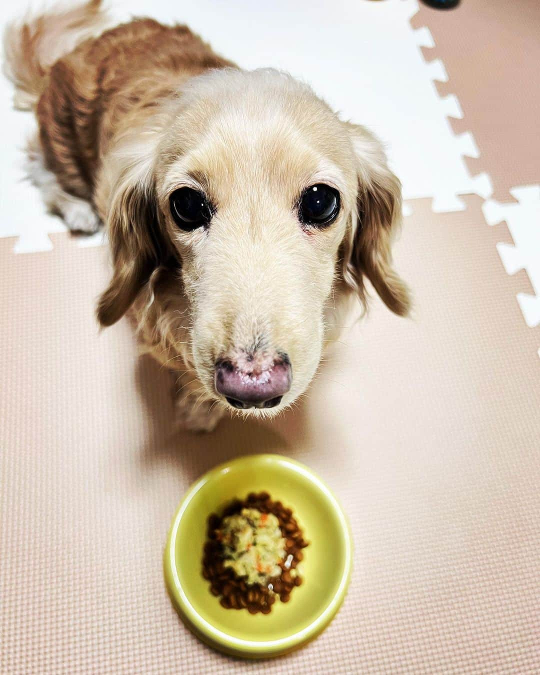 BETTYさんのインスタグラム写真 - (BETTYInstagram)「* @petokotofoods_staff5 さんよりフードをいただきました☺️ * 自分の子のご飯って今までいくつも迷走して、 時には生食を取り入れたり手作りしたり、、と いろいろな道を歩んできましたが、 その時にこんなご飯、欲しかった！！！😭 * PETOKOTOFOODSさんでは、その子にあった カロリー量、ご飯量を計算して作成してくれ、 なおかつ食材は100%ヒューマングレードのもののみを使い、 スチーム加熱、急速冷凍で調理することで、 保存料無添加を実現されています…！ * 残念ながら、ベティは膀胱炎や ストルバイトが出やすく、 療法食を食べているので 今からPETOKOTOFOODSさんの ご飯を主食にすることはできません。。 * 今回は療法食のトッピングとして、 試させていただきましたが、 パッケージに名前が入っててかわいい！(笑) そして裏面にg数がわかるように 印字されてるのも良いなーと思いました。 いちいち測らなくていいのはでかい！ 封を開けたらチキンの香りがして、 さらにゴロゴロ野菜が入っていて、、 一見、私食べれるんじゃね？と 普通に思いました🤣 * ベティも食べたくて耳が下がりっぱなしで、 食いつきももちろん問題なかったです☺️ * 今回、ご興味がある方向けに、 初回40%オフのクーポンコードをいただきました！ もしよろしければ使ってみてください😊 クーポンコード：​​​​betty111 （2/28まで） #ペトコトフーズ #petokotofoods #pr」1月23日 22時02分 - betty_style