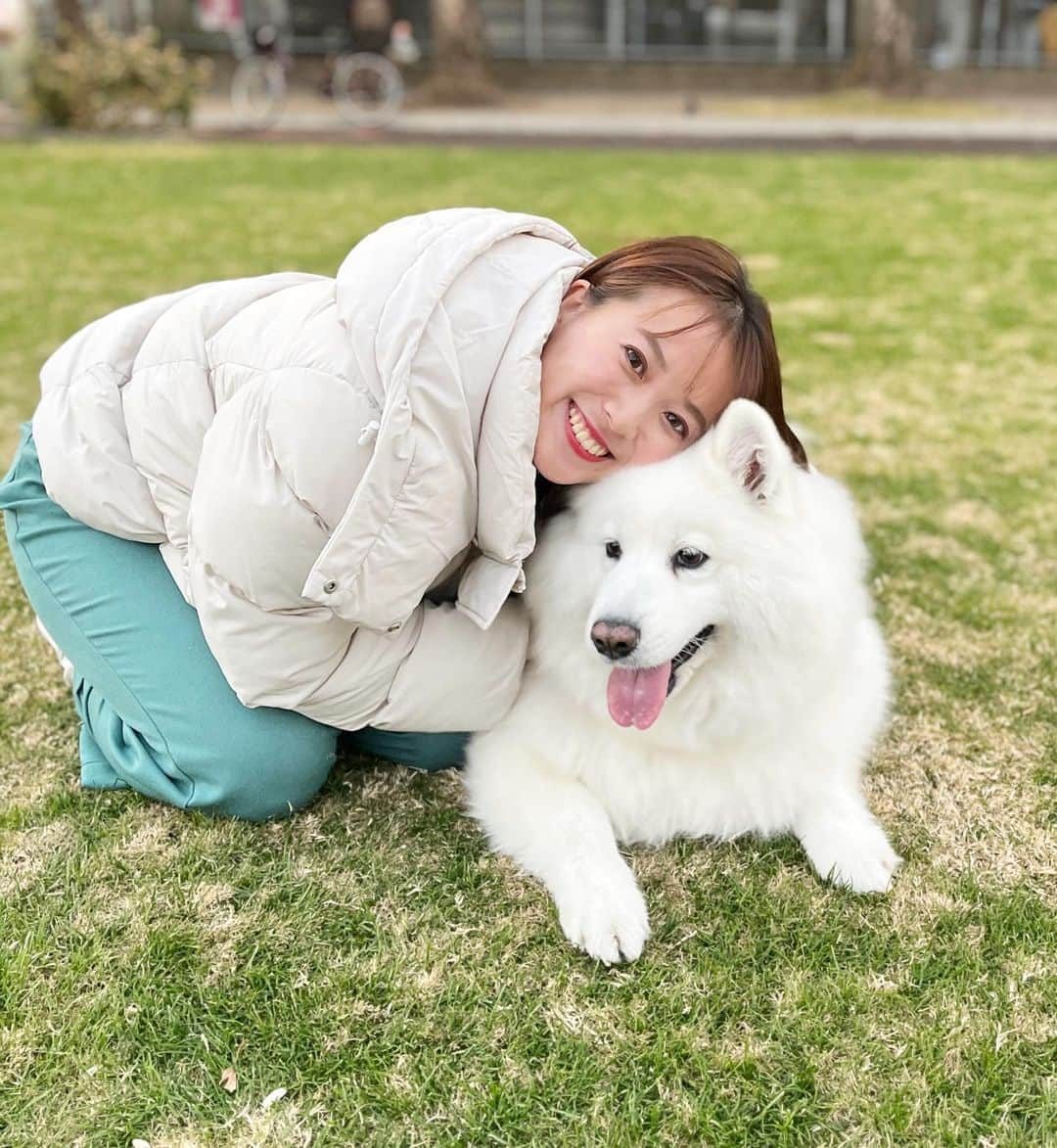 横山あさみさんのインスタグラム写真 - (横山あさみInstagram)「またまた登場サモエドのビビちゃん❣️  新年のお散歩に行ってきました！ 冬は暑そうだけど、今の季節はあったかそうなモコモコ犬🐩  写真でみるとそんなに大きく見えないんのですが、とっても大きいんです！  街ゆく人がビビちゃん見て みんな笑顔になっていて 動物のパワーってすごいなと改めて思いました🐶  かわいいー❣️  #サモエド #ビビ #いぬすたぐらむ #犬のいる暮らし  #鹿児島 #中央公園 #天文館」1月23日 22時22分 - asami__yokoyama