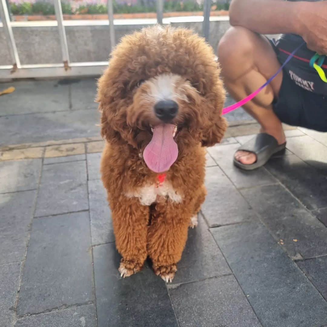 FluffyPackさんのインスタグラム写真 - (FluffyPackInstagram)「Fluffypack in Saigon 🫶💕🐾 #tet #saigon #hochiminh #fluffypack #dog #weeklyfluff #perro #dogsofinstagram #pets #9gag」1月23日 22時44分 - fluffypack