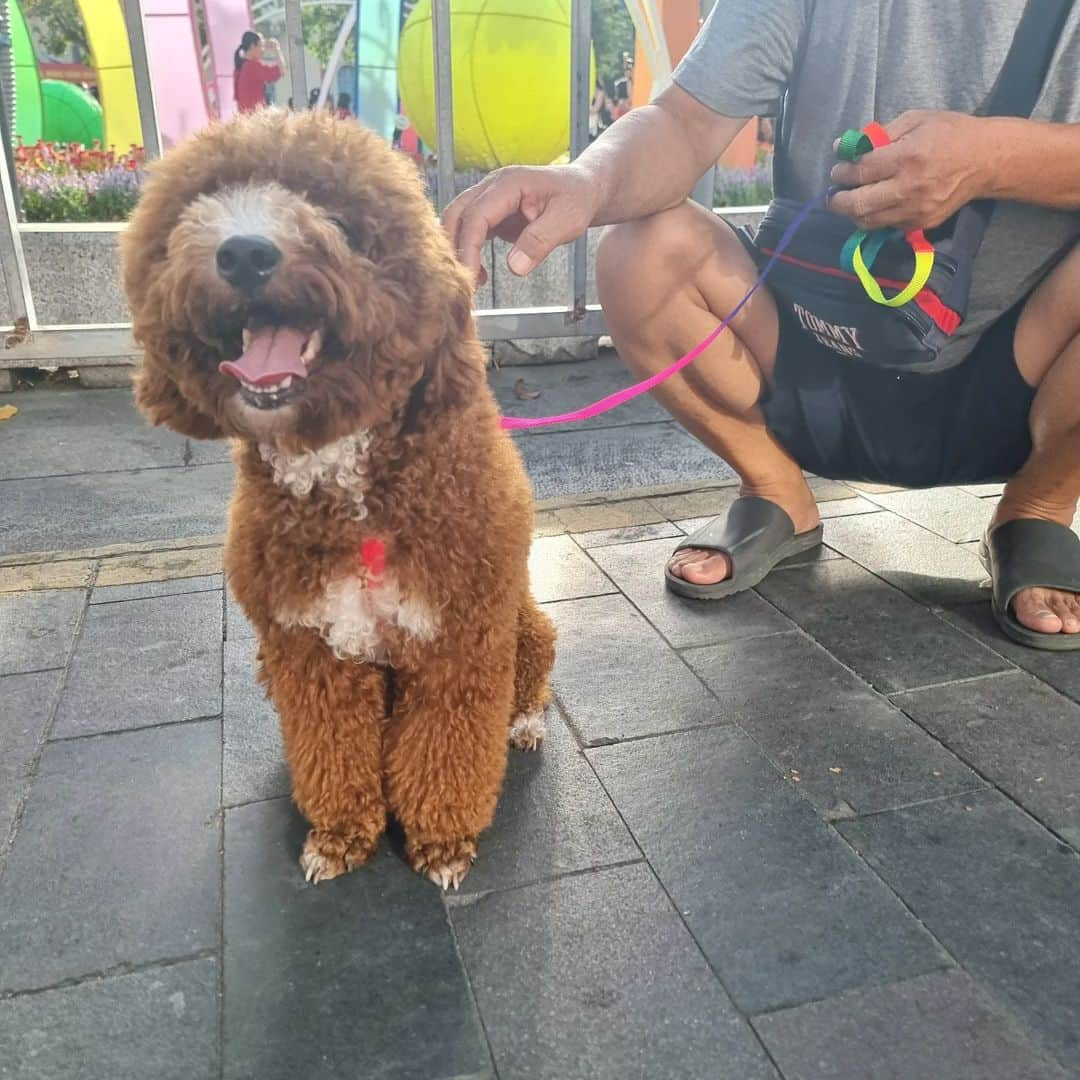 FluffyPackさんのインスタグラム写真 - (FluffyPackInstagram)「Fluffypack in Saigon 🫶💕🐾 #tet #saigon #hochiminh #fluffypack #dog #weeklyfluff #perro #dogsofinstagram #pets #9gag」1月23日 22時44分 - fluffypack