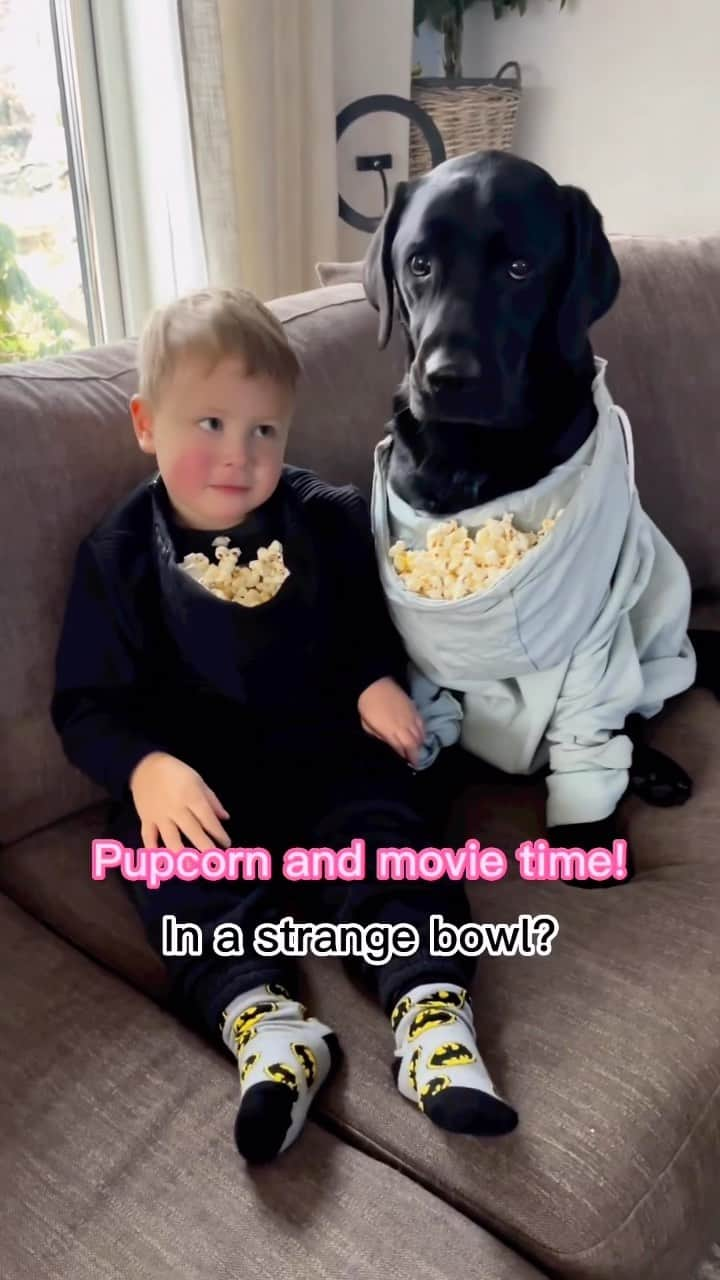 World of Labradors!のインスタグラム：「Movie night! 🍿 - @elvisbatzthelab」