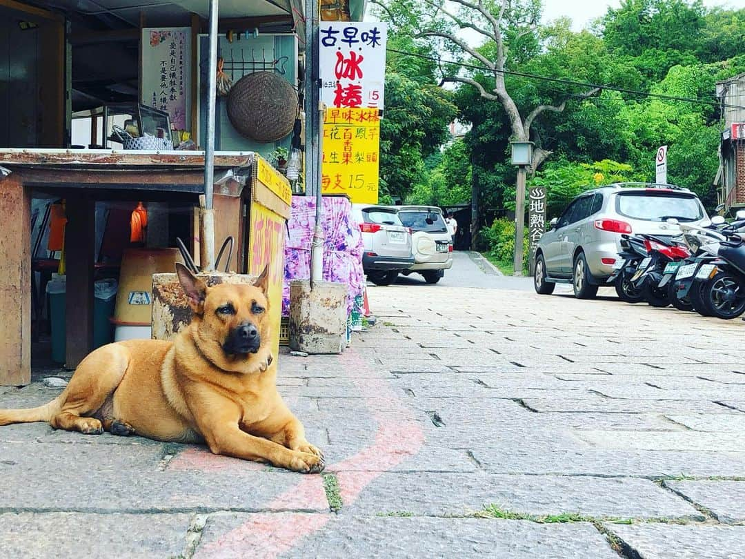 弓月ひろみさんのインスタグラム写真 - (弓月ひろみInstagram)「Happy Lunar New Year 🇹🇼  I'm Taiwan freak, I love Taiwan. I miss Taiwan, I want to go to Taiwan🥺  There are so many good food and good culture in Taiwan. People are always friendly. Their smile makes me happy.   I find the old Japanese history in Taiwan. It makes me feel nostalgic. Especially the hot springs of 北投 are just old Japan.   And！I started to study 台湾華語 .Because I was helped by the kindness of Taiwanese people. I’d like to talk to them.   新年快樂🎉 我是台灣御宅🤣我愛台灣、我想去台灣！台灣有美味的食物和文化。當我去台灣時，我找到了日本。台灣人很善良。 我學習台灣普通語。  #台湾美食 #taiwan #taiwanfood #新年快樂 #台北 #台湾華語 #Japanese #Food #worldfood #healthyfood」1月24日 2時17分 - yuzukihiromi