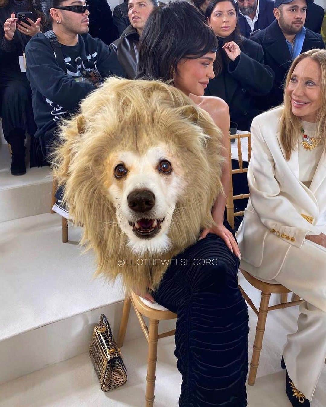 Liloさんのインスタグラム写真 - (LiloInstagram)「Spotted at Paris Fashion week : Kylie Jenner wearing the latest Corgi Couture (me) ✨ #parisfashionweek #kyliejenner #schiaparelli」1月24日 2時22分 - lilothewelshcorgi