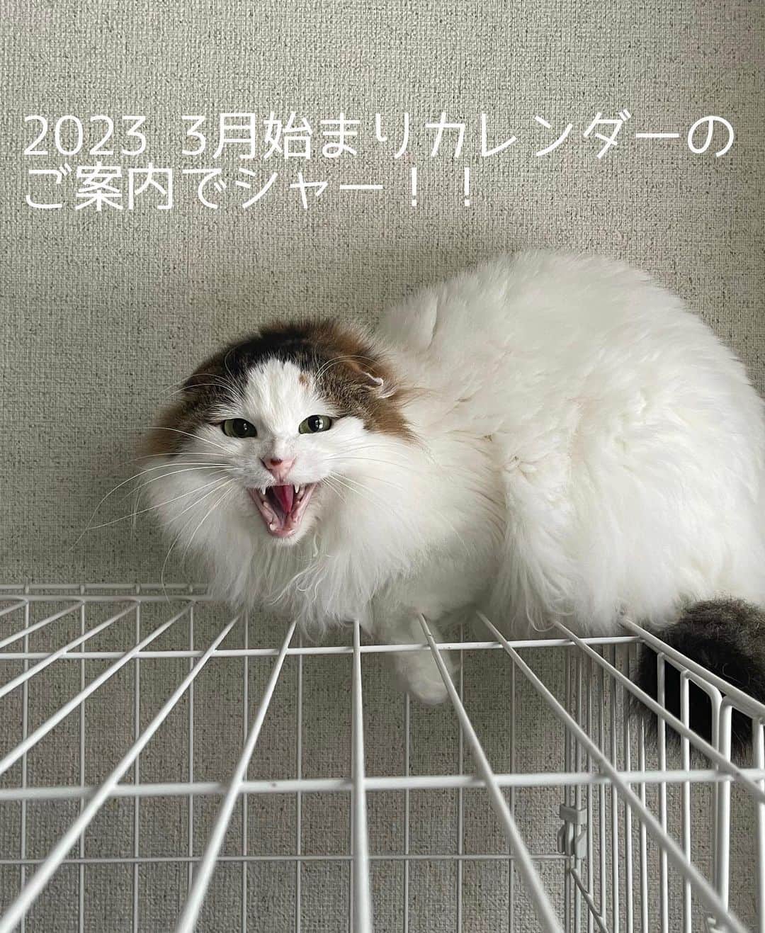 のインスタグラム：「【締め切りました!】  2023 3月始まり 【うちのこ性格カレンダー】のご案内と 掲載動物募集のお知らせです！  うちのこさんの、ご応募方法は以下のご確認をよろしくお願い致します🥺  DMにて受付中  【テキストについて】 うちのこ名前、性別♂♀(毛色) 性格を40文字以内でお送りください！ 句読点記号含む。  ⚠️性格カレンダーなので、自己紹介ではなく性格をご記入ください。日付け指定はできません。 40文字以上の場合は、一文を削除したり手直しさせていただきます。  ※( )内は日本猫、野良出身は毛色 ほかは種類でお願いします。 例　ぶっちゃー♂(インコ) 　　アジャコング♀(柴犬)など  テキストをそのまま掲載しますので 誤字脱字にご注意ください。  ❌ぶっちゃー♂(三毛) ぷにぷにの肉球が可愛い！8歳のイケメン。ちゅーるが好き。  ⭕️ぶっちゃー♂(三毛) 普段は穏やかで優しいが年に数回盛大にイタズラする。  【応募頭数】 何匹でも応募可能ですが、保護猫の医療費捻出の目的と小口発注は1枚あたりの単価が高くなってしまうので、たくさんの方にご参加いただきたいという事情がございます。 ご応募が多数の場合は3匹までの掲載となります🙇🏻‍♀️(ご応募くださる方にはカレンダー1枚のご購入をお願い致します🙏2枚ご購入で6匹、3枚ご購入で9匹ということも可能です)  亡くなった動物家族も是非、性格カレンダーご参加ください🌈  【写真】 顔のみの掲載となります。 照明の真下で撮ったものや 暗い写真はせっかくのお顔が はっきりと見えません。 特に黒猫はご注意ください！ 極端に画質の悪い写真も印刷した時に どうプリントされるかわからない部分がありますので、ご注意ください！  完全受注生産となりますので、カレンダーデザイン完成→ご注文受付開始→発注→発送となります🙏(在庫恐怖症)  ご質問等ございましたら、コメント欄にお願い致します！」