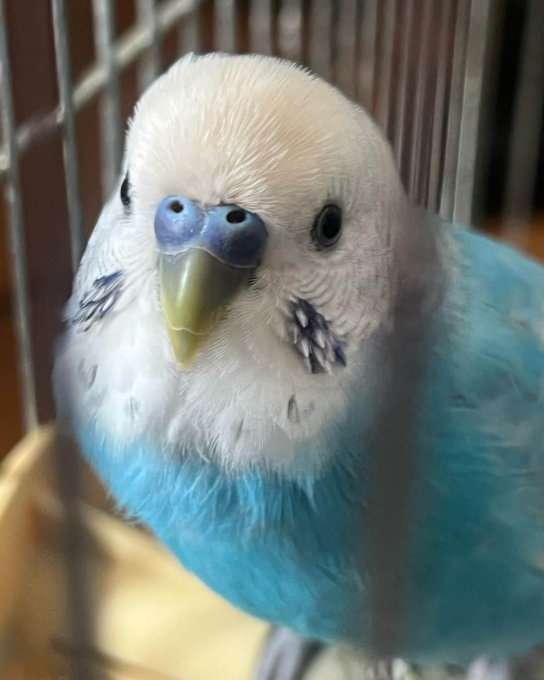 kotoripipipiのインスタグラム：「今日のぴよたん🐦 出たいのの顔がかわいかったからパチっとしちゃった🤗 親バカだね😊 雪降るのかなぁー❄️ #おしゃべりインコ#セキセインコ#セキセイインコ#青い鳥#とり#鳥#小鳥#鼻#ブルー」