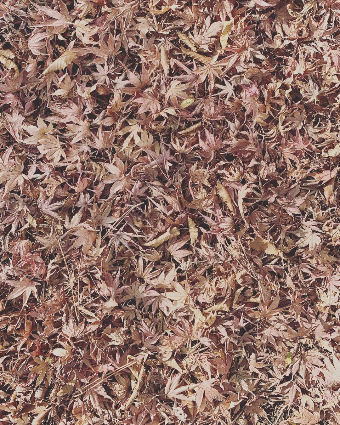 前川香緒里のインスタグラム：「🍂 #nature #earth #life」