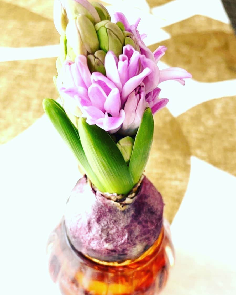 鶴久政治さんのインスタグラム写真 - (鶴久政治Instagram)「頂いた球根…寒波の中、花が咲きました。」1月24日 13時10分 - masaharutsuruku