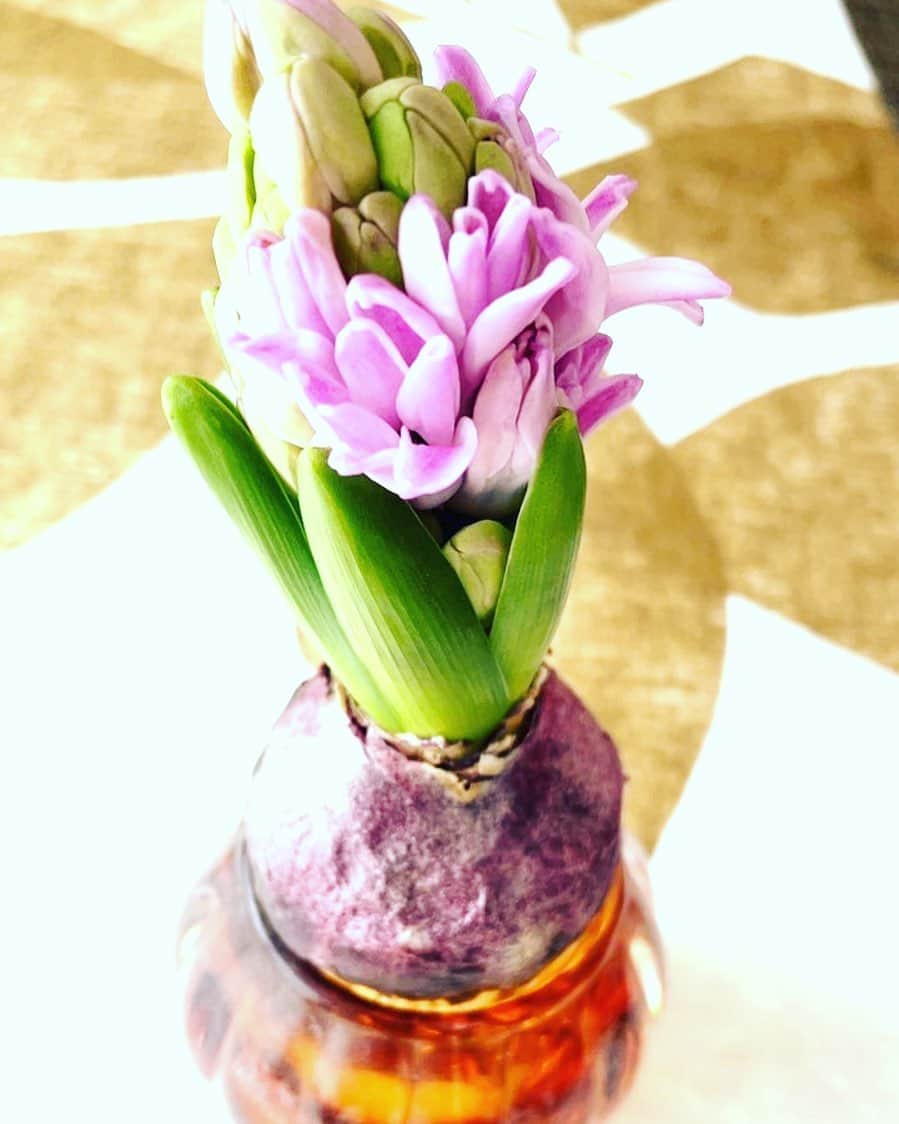のインスタグラム：「頂いた球根…寒波の中、花が咲きました。」