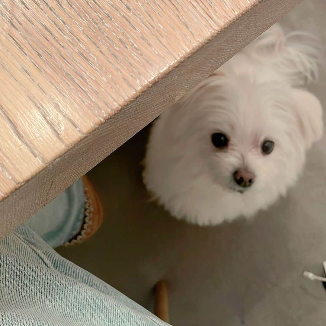 ボーダーズ アット バルコニーのインスタグラム：「最愛のモクちゃん♥️♥️。 いつも私を追って、ストーカーみたい🐶。かわいくてかわいくて。」