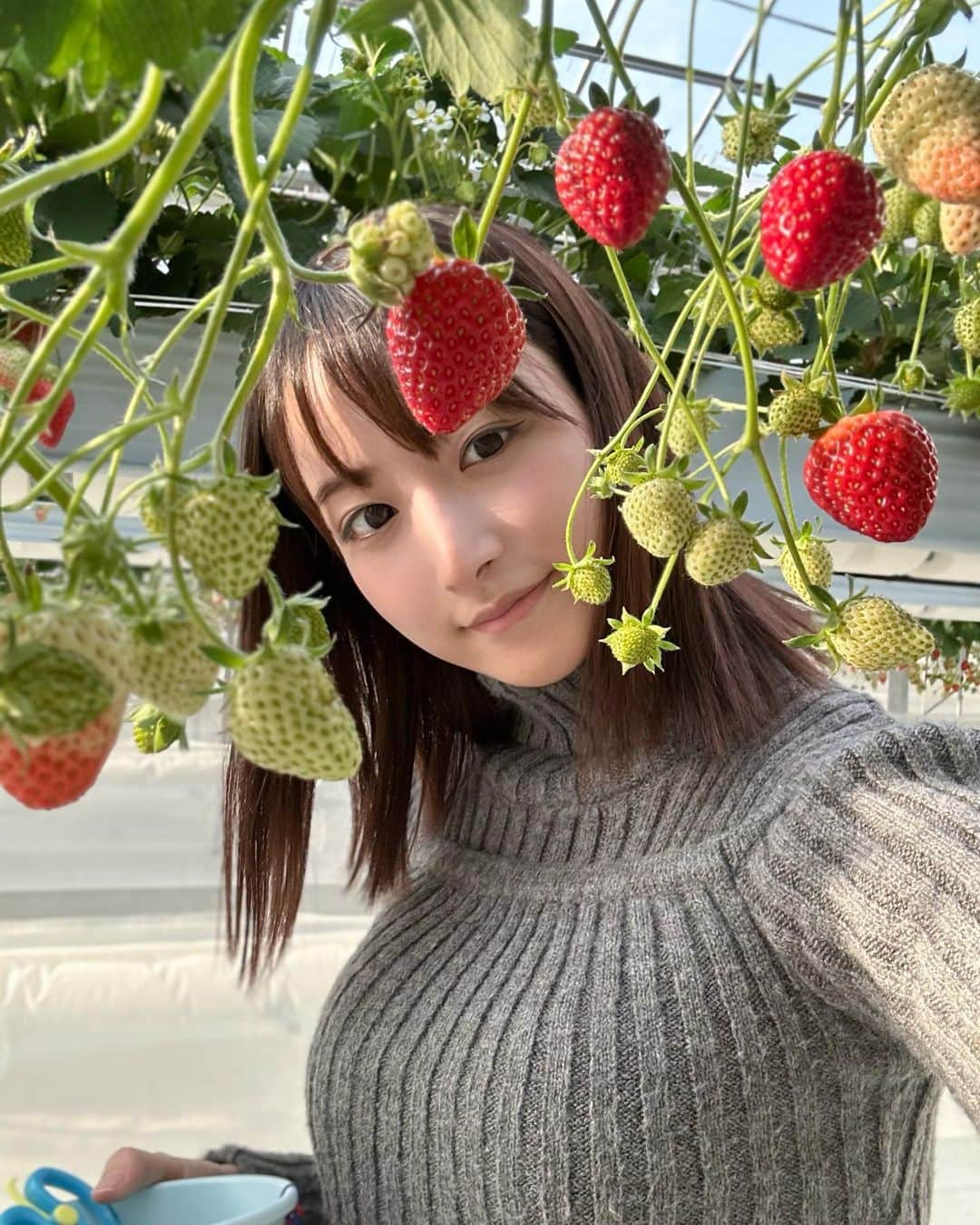 山崎あみのインスタグラム：「毎年楽しみないちご狩りへ🍓 ⠀ 章姫とかおり野が、特に好みでした、、 絶妙な形を見つけるのも楽しい☺️ ⠀ 最強寒波、近づいてきていますね、、 皆さん暖かくして、ご自愛くださいね。」