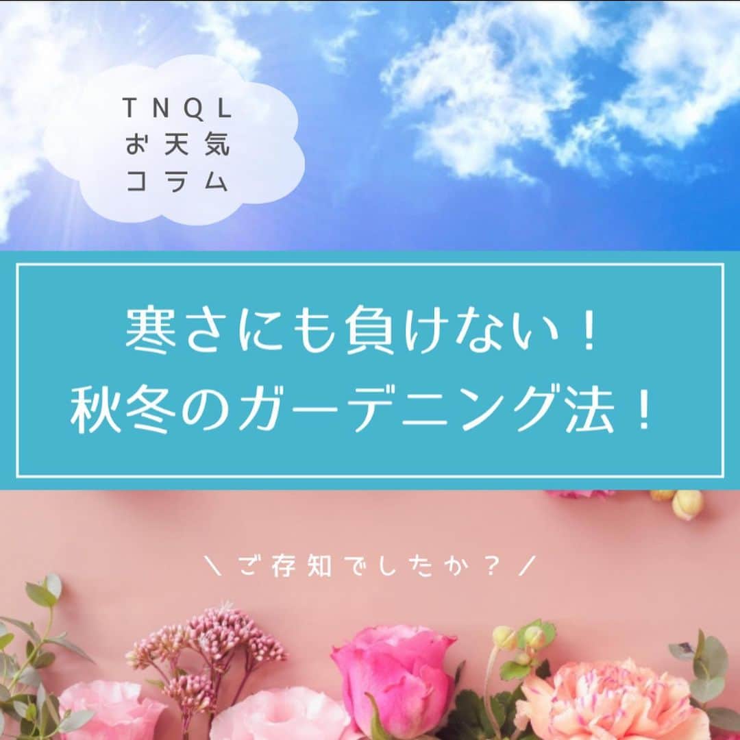 TNQL-テンキュール-のインスタグラム：「【寒さにも負けない！秋冬のオススメガーデニング！】 寒い季節だと花の数が減る分、花色も減り、庭の雰囲気も寂しくなりがちです。 寒い戸外ではガーデニング作業もやりにくく、手入れ不足になってしまいます。 そこで今回は、秋冬の植物の育て方とオススメの植物をご紹介します。  株式会社ルグランでは気象連動型の広告配信システムを用いたマーケティングを得意としています！ こちらのアカウントでは ▫️人気イラストレーターさんのイラストとその日の天気に合わせたファッション ▫️天気に関連する身近な話題やコラム を発信していきます💡  💬広告の効果を改善したい方 💬売り上げを最大化したい方 💬弊社のサービスについて詳しく知りたい方  株式会社ルグランまでお気軽にお問い合わせください☺️ 詳細はプロフィールのリンクをご覧ください✨  #TNQL #マーケティング戦略 #マーケティング #広告配信 #花 #ガーデニング」