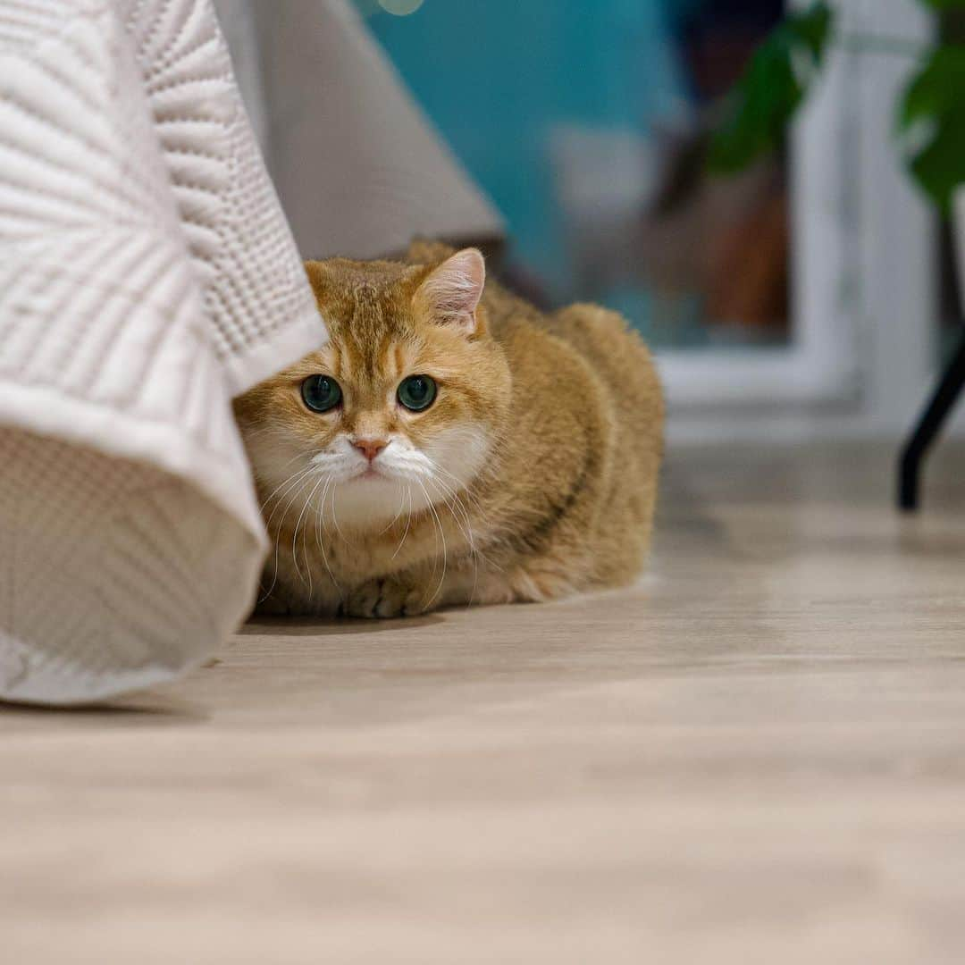 Hosicoさんのインスタグラム写真 - (HosicoInstagram)「I hid 😬」1月24日 18時41分 - hosico_cat