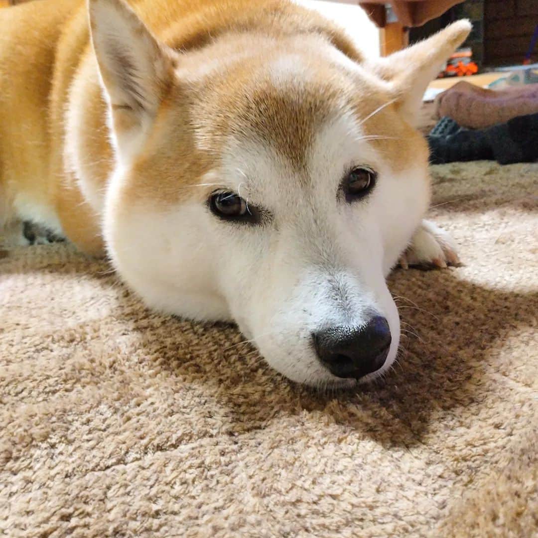 柴犬⭐️サスケのインスタグラム：「こんばん(՞•ૢᴥ•ૢ՞)わんෆ⁡ ⁡#さすけ#こんばんは #柴犬#赤柴#いぬら部 #pecoいぬ部」