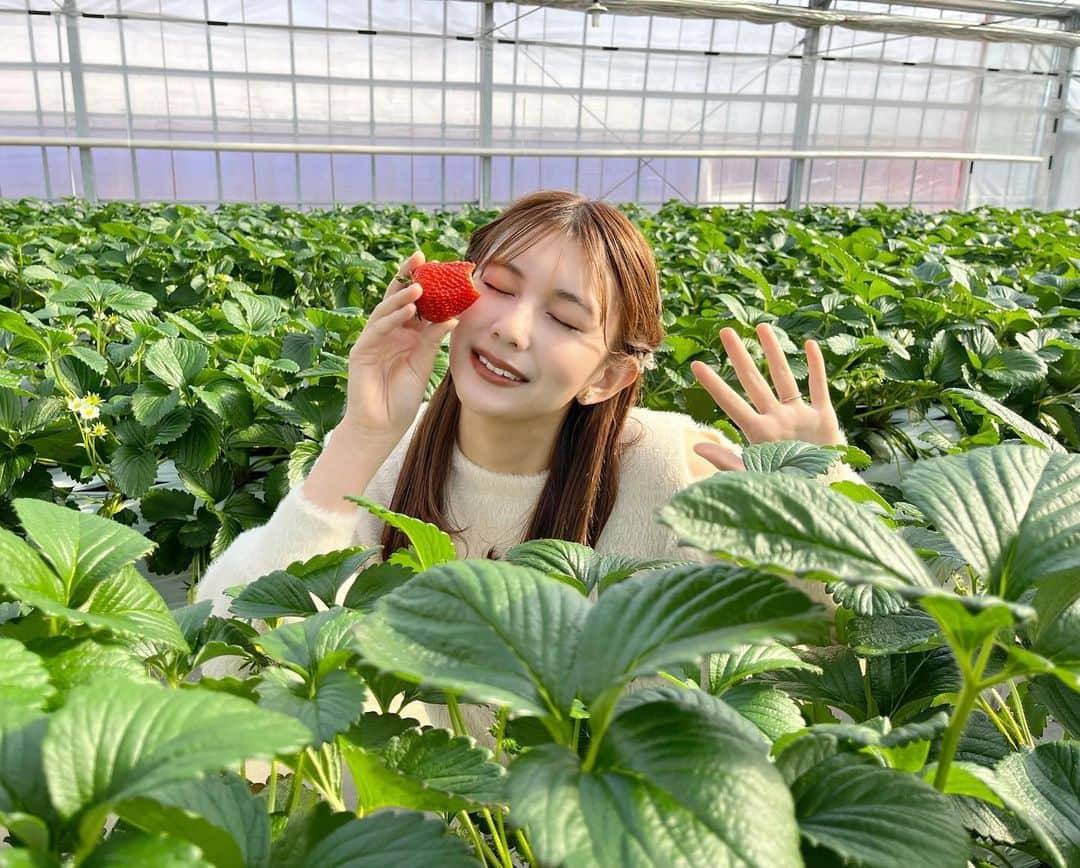 新井遥さんのインスタグラム写真 - (新井遥Instagram)「＾ 毎年恒例の苺狩り🍓♡」1月24日 21時23分 - haruka_arai_ar