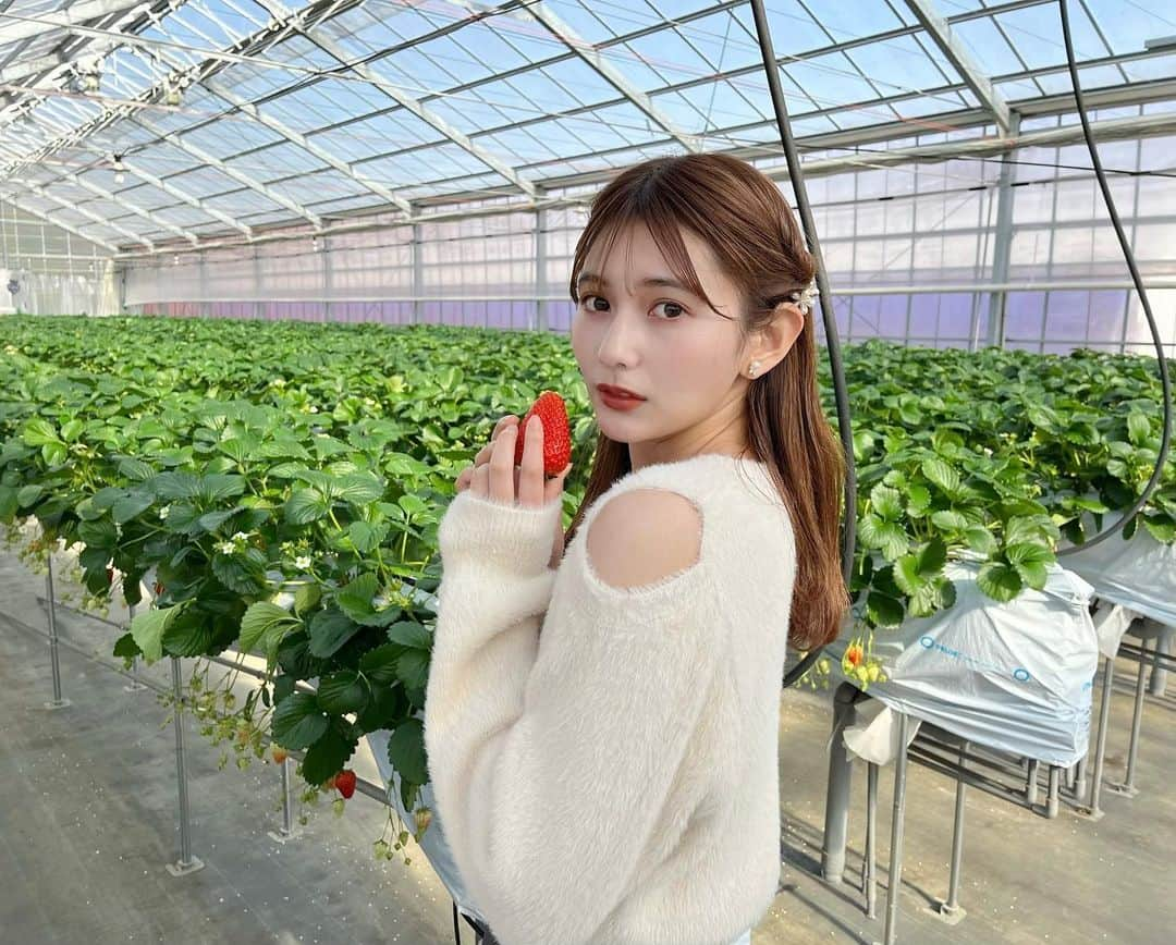 新井遥のインスタグラム：「＾ 毎年恒例の苺狩り🍓♡」