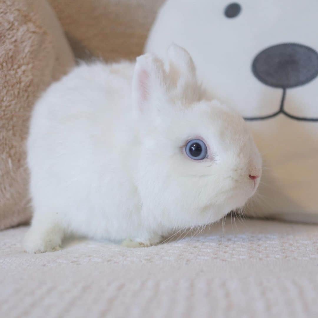 うー & なー ❤️ウチムラのインスタグラム：「* なぜかビックリ顔のイール💙 目の青さがよく分かる〜！トサカも🐓  久しぶりにマットを入れてあげたら とてーも嬉しかったみたいで、 ずーっとマットで寝ています🌙 早く入れてあげればよかった💦」