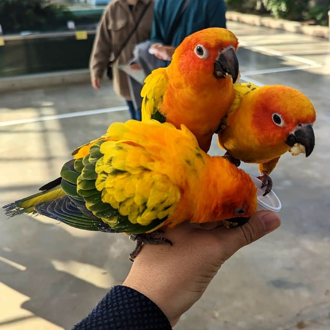 スーツのインスタグラム：「掛川駅から遠くない掛川花鳥園では、このように鳥を手に載せる体験など色々でき大人気です。」