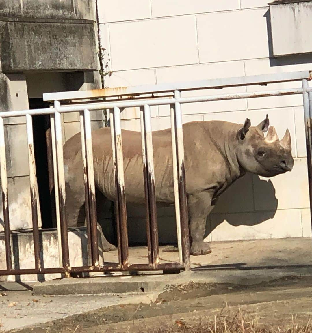 鷲尾春果さんのインスタグラム写真 - (鷲尾春果Instagram)「今更ですが、冬休みに出会った生き物達🐘🐬🦦 動物大好きな長男の影響で、お休みの日は、動物園や水族館を巡るのが我が家のお決まり。 のんびり屋な長男の、生き生きとした姿を見られるのが嬉しいし、家族全員少しずつ動物に詳しくなってきているので、すごく楽しい時間です😊 #冬休み #富士サファリパーク#東山動物園#鳥羽水族館 #動物大好き#ゾウ大好き#長男#5歳#3きょうだい#👧🏻👦🏻👦🏻 #育児#子育て#ママ」1月24日 23時44分 - harukawashio