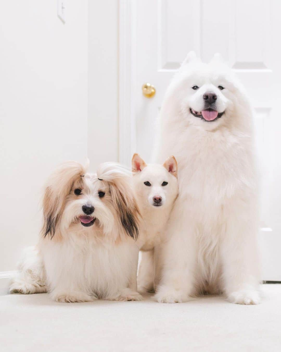 Loki the Corgiのインスタグラム：「New foster friend alert! 🐕 Meet Bear and Momo’s new friend, Lili! Lili is a 5-year-old Shiba Inu who has been in foster care for the last few months. She has mild hip dysplasia in one hip, but that doesn’t stop her from having fun! She loves playing with Bear and Momo, and she also loves playing keep away with us humans (it took me 10 minutes to catch her to take this photo 😅). Her favourite things include food and head scratches 🥰 Lili will be staying with us until she finds her forever home. She is available for adoption in the Lower Mainland ❤️」