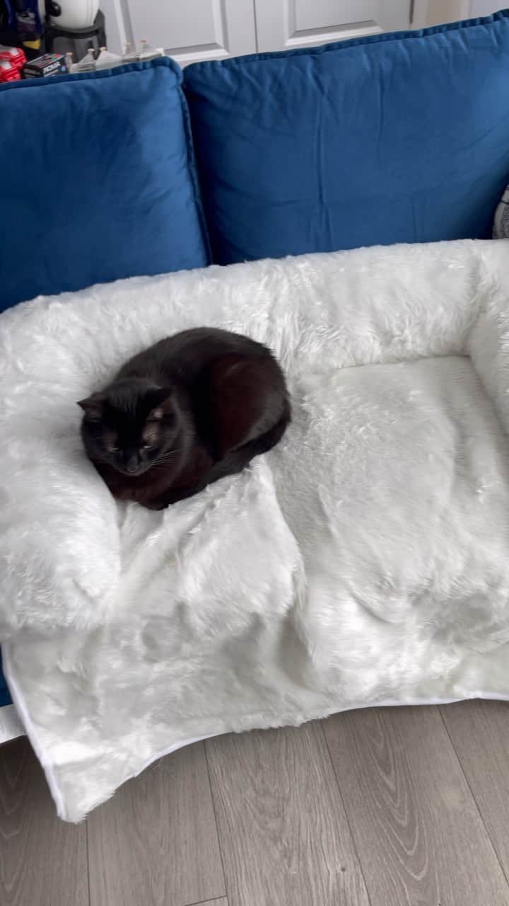 The Cats Of Instagramのインスタグラム：「We just got new couches and didn’t want any accidents while we were out so we snagged 2 of these water proof couch loungers from @paworiginal and so far these are a hit with @bing_clawsby & @paw_mccartney. I’m worried about a sudden hairball during their afternoon naps so having this water proof cover to protect our furniture is serious peace of mind (this is not an ad, we really do love this product and paid for it). #PawOriginal」