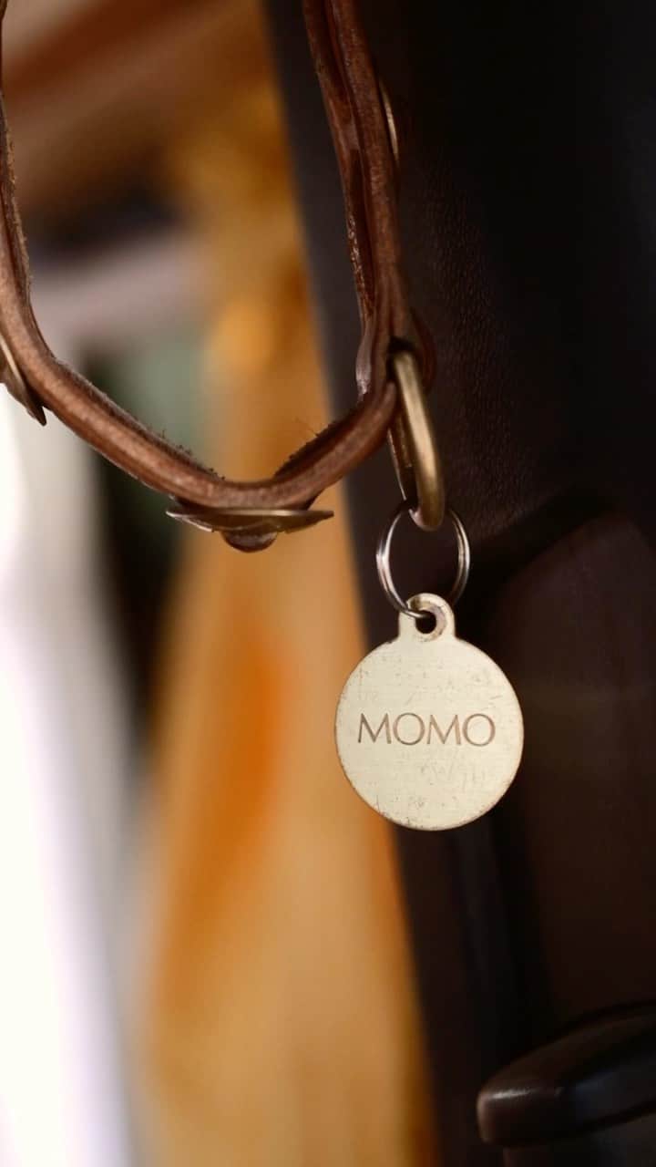 Andrew Knappのインスタグラム：「Momo’s collar. Something I think about often. 😌  #petloss」