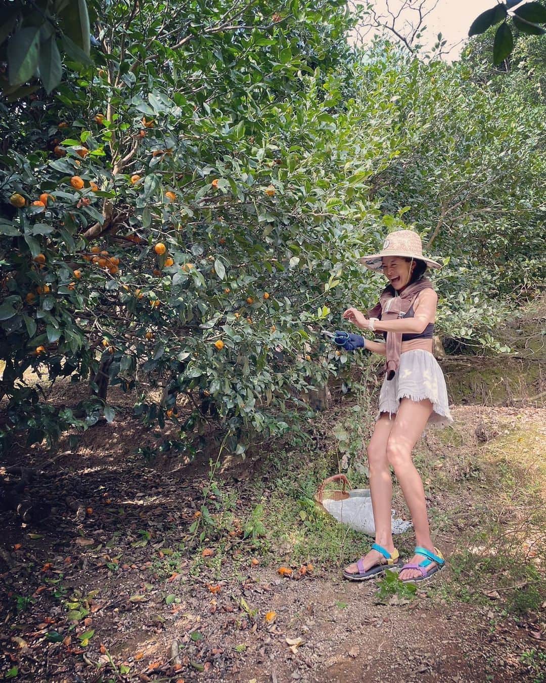 福本幸子のインスタグラム：「完全に格好間違えたけど、タンカン＆クガニ狩り、楽しかったよ。🍊 #orange hunting.」