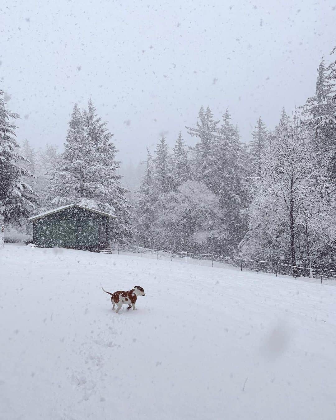 Ariele Alaskoさんのインスタグラム写真 - (Ariele AlaskoInstagram)「today we got some snow. the animals are all waiting for spring here in the PNW.」2月23日 6時53分 - arielealasko