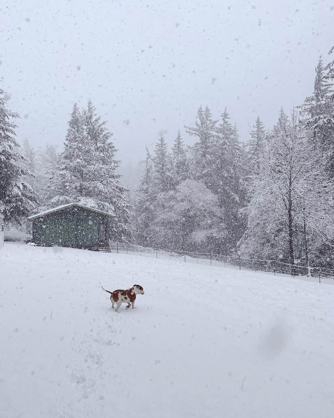 Ariele Alaskoのインスタグラム：「today we got some snow. the animals are all waiting for spring here in the PNW.」