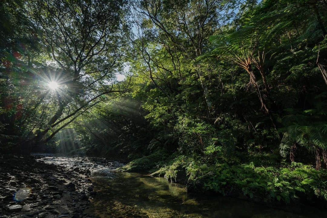 Syuuichi Yamadaのインスタグラム：「📷 @yama_ok5  やんばるの朝 木洩れ陽が気持ち良かった日 📷 Nikon Z7II 14-24/2.8S @nikonjp  📍 Yanbaru Forest in Okinawa Japan #沖縄#沖縄旅行#やんばる#森#自然 #visitokinawa#okinawa#beokinawa #JTAokinawa#forest#nature#visitjapanjp#light_nikon @jta_okinawa @natgeotravel @natgeo @visitjapanjp @visitokinawajapan @nature @beautifuldestinations」