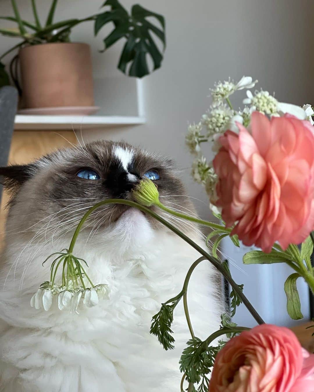 のインスタグラム：「1. Don’t worry, he only gave it a lil *whiff* before I pulled him away  2. Who does she think that she is???? 3. The tik-tok strawberry bunny and her have the same energy we’ve decided」
