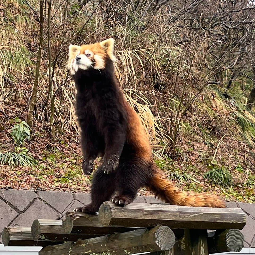 takegaeruのインスタグラム：「久しぶりに茶色いきゃわたんに会って来ました🥰 #レッサーパンダ #redpanda  #西山公園 #鯖江市」