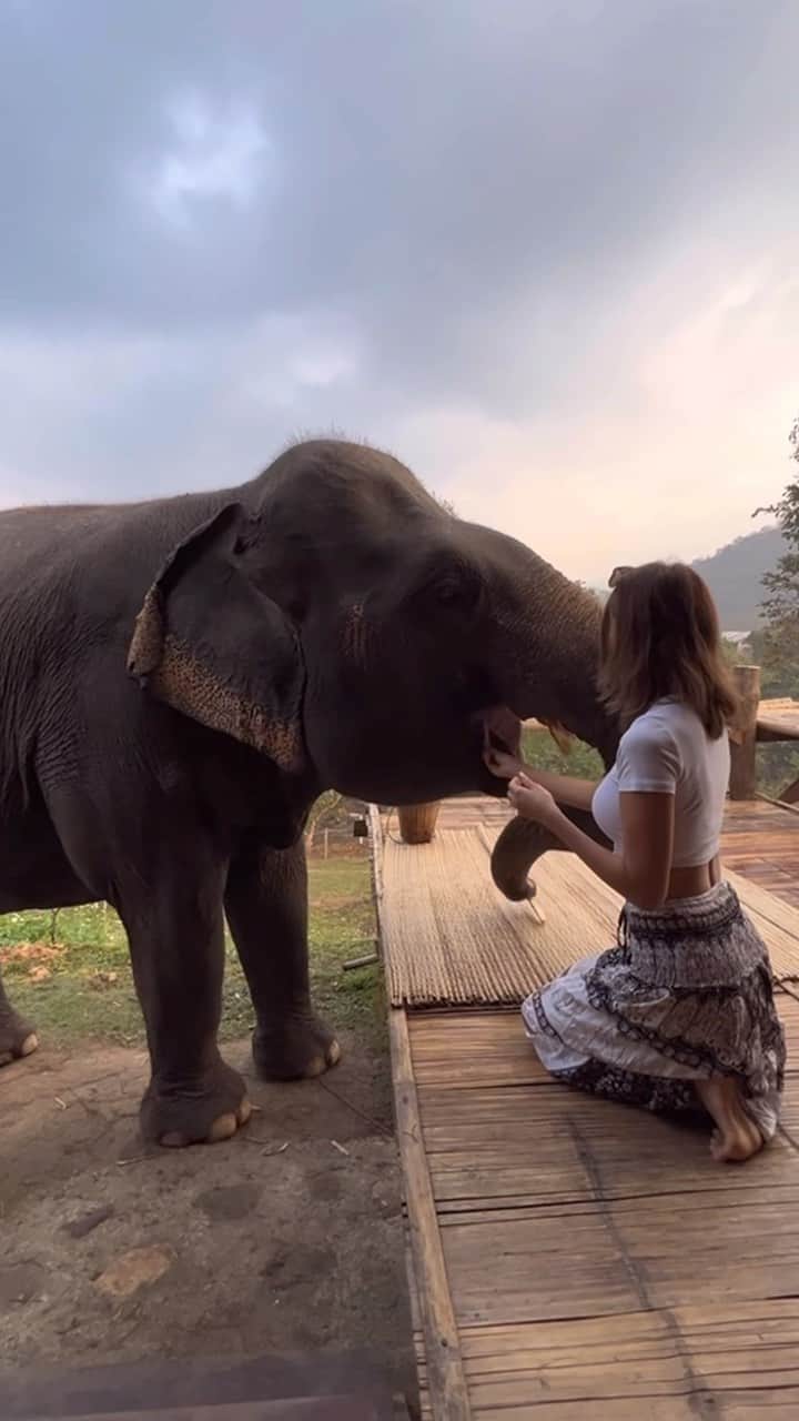 のインスタグラム：「Chai Lai Orchid🐘 Elephants comes to villa🛖 📍Chiengmai ,Thailand  @chailaiorchid   象がお部屋に遊びに来てくれる宿🐘 タイのチェンマイの山奥にあるよ⛰ この子は妊婦さんだったからか、鼻の力が強くて早くエサをあげないと薙ぎ倒されそうだった🤣 遊んでくれてありがとう🐘🤍  #chailaiorchid#チャイライオーキッド#Chiengmai#chiengmaitrip#thailand#thailandtravel#thailandtrip#チェンマイ#チェンマイ旅行#チェンマイホテル#象#elephant#タイ#タイ旅行#タイ観光#海外旅行 #あーちゃんチェンマイ」