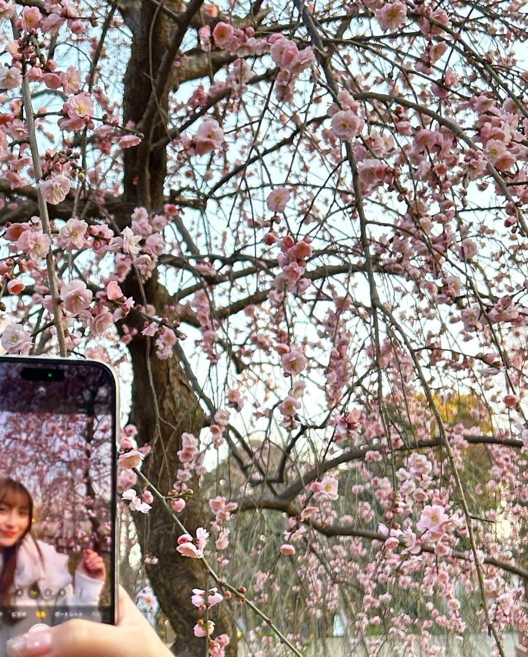 與儀ケイラさんのインスタグラム写真 - (與儀ケイラInstagram)「梅の木だと思ったら桜だった😳🌸  昨日も今日もお昼ポカポカで最高やなぁ☀️ 明日はどうなんだろう？でも花粉がきてる…👶」2月19日 19時50分 - keila_1018