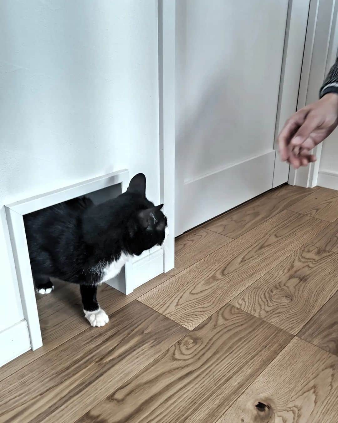 ヴィンテージホームズさんのインスタグラム写真 - (ヴィンテージホームズInstagram)「猫ちゃんが自由に出入りできる小さな#猫専用 の出入口を作りました。 写真は初めて猫ちゃんが通ってくれた瞬間✨📸💕新しいおうちにまだ戸惑いながらも、くぐってくれてホッとしました🤗 お部屋のドア自体がペットドアになってるのもありますが、このお宅のように小さな壁開口から猫ちゃんが出入する様子も可愛いですね💘  ペットのいるお家ではトイレの場所や、換気扇、フードや消耗品のストック場所なども考えて間取りに反映することも多いです。コンセントの高さも配慮したり、安全・快適にペットと暮らすご提案をさせていただいてます😺 お気軽にご相談下さい❗️  #猫ドア #ねこのいる生活 #猫のいる暮らし #新築 #ヴィンテージホームズ」2月19日 20時03分 - vintage_homes_osaka