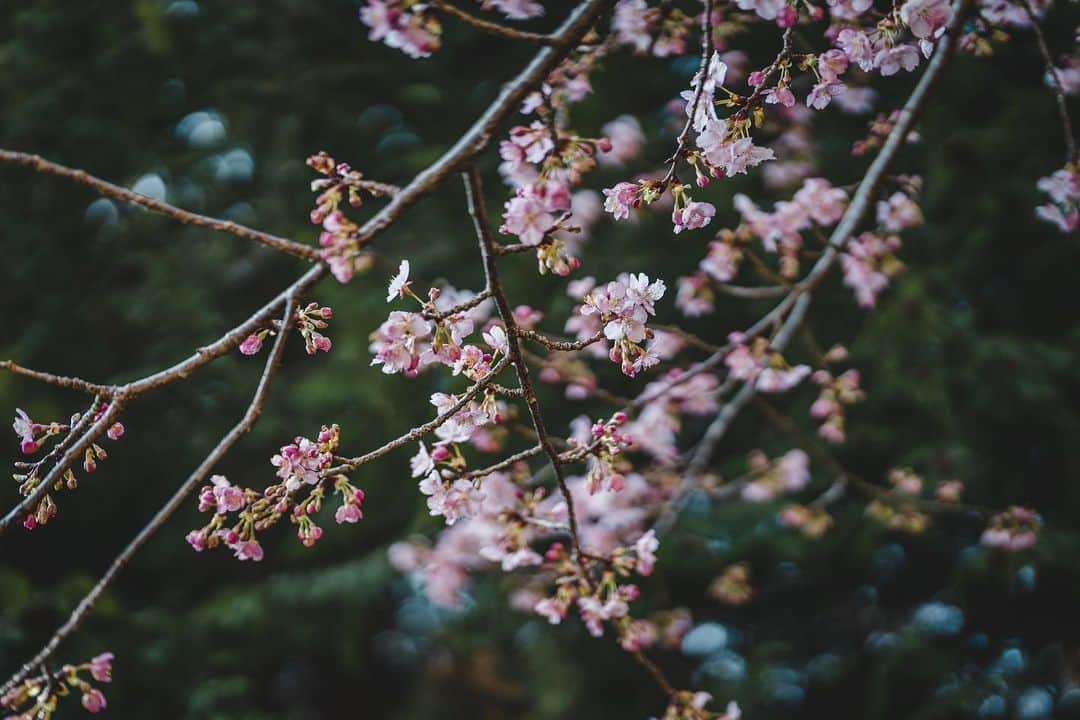 中野晴代のインスタグラム：「・ 河津桜🌸  #sonya7iv #SEL50F12GM #sonyalpha #河津桜」