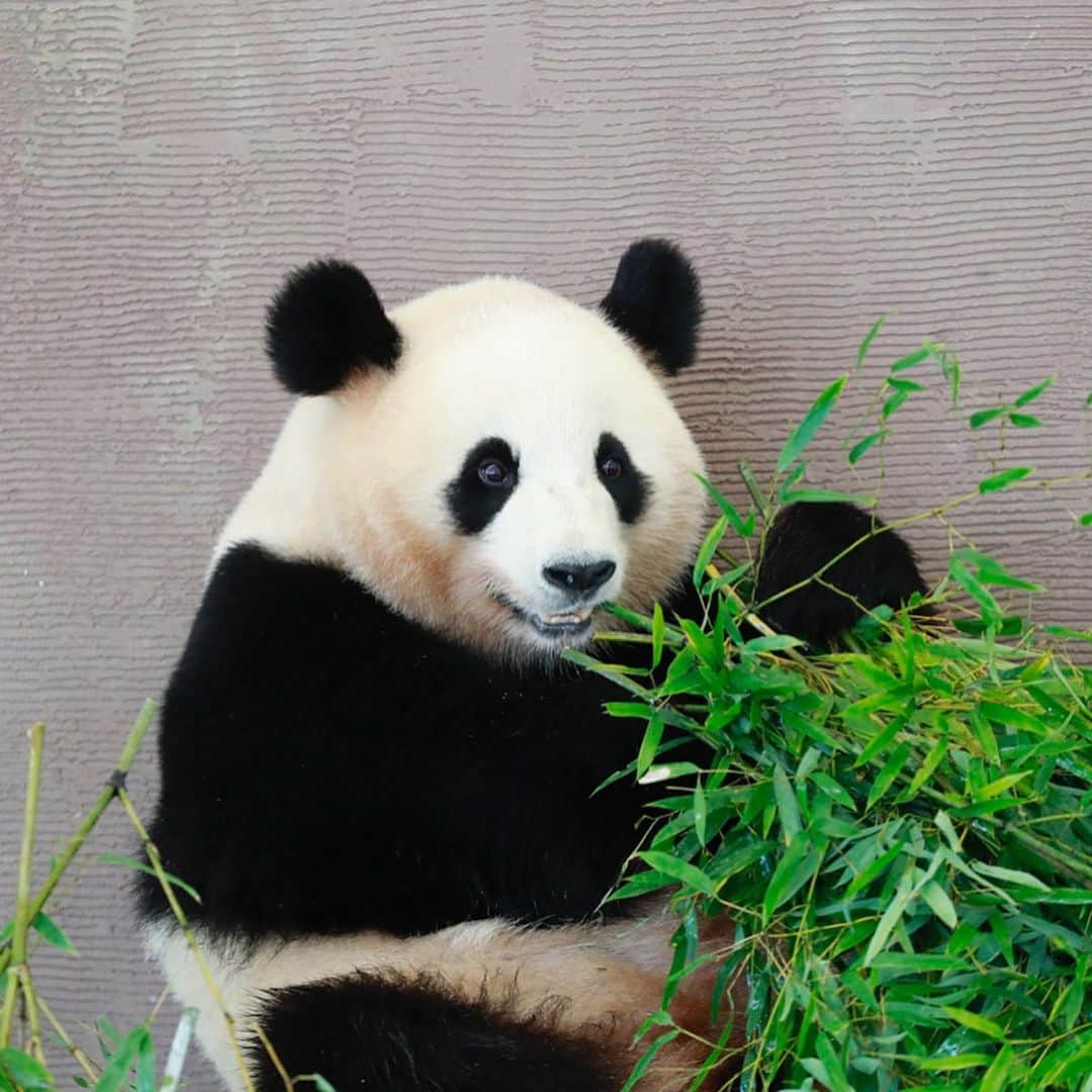 パンダ（白浜）さんのインスタグラム写真 - (パンダ（白浜）Instagram)「Thanks, Love, Origin of HELLO PANDA #桜浜 #桃浜　🌸🍑 #cutepanda #giantpanda #ジャイアントパンダ　#赤ちゃん #baby #funny #panda #パンダ #pandababy #pandas #cute #animal #animals #zoo #baby #love #adventureworld #アドベンチャーワールド ⭐︎ #pandamentalcosplay」2月19日 13時44分 - hellopanda_book