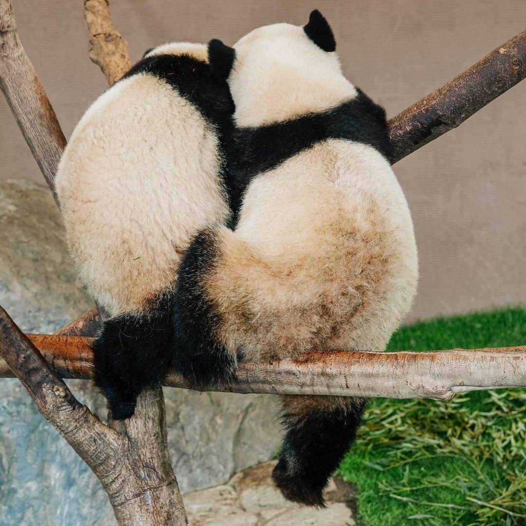 パンダ（白浜）さんのインスタグラム写真 - (パンダ（白浜）Instagram)「Thanks, Love, Origin of HELLO PANDA #桜浜 #桃浜　🌸🍑 #cutepanda #giantpanda #ジャイアントパンダ　#赤ちゃん #baby #funny #panda #パンダ #pandababy #pandas #cute #animal #animals #zoo #baby #love #adventureworld #アドベンチャーワールド ⭐︎ #pandamentalcosplay」2月19日 13時44分 - hellopanda_book