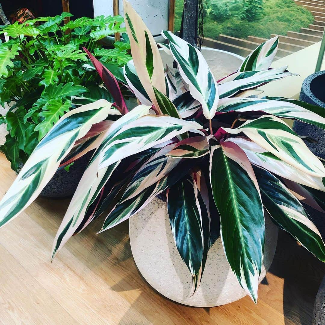 西山由さんのインスタグラム写真 - (西山由Instagram)「Calathea Stromanthe Triostar Enfin, elle est venue chez ma maison ♡」2月19日 13時43分 - jesuis_yui