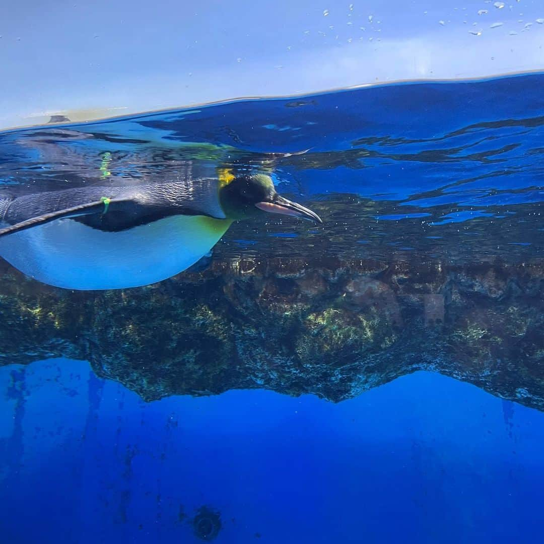 桜井裕美さんのインスタグラム写真 - (桜井裕美Instagram)「今日は八景島シーパラダイス^_^ 水族館と遊園地を堪能🤭 久しぶりのシロイルカ🐬可愛いかった💚💚💚 ずっと2人で遊んでるから私、暇すぎて自撮り🤳😅  #八景島シーパラダイス」2月19日 15時34分 - yumisakurai24